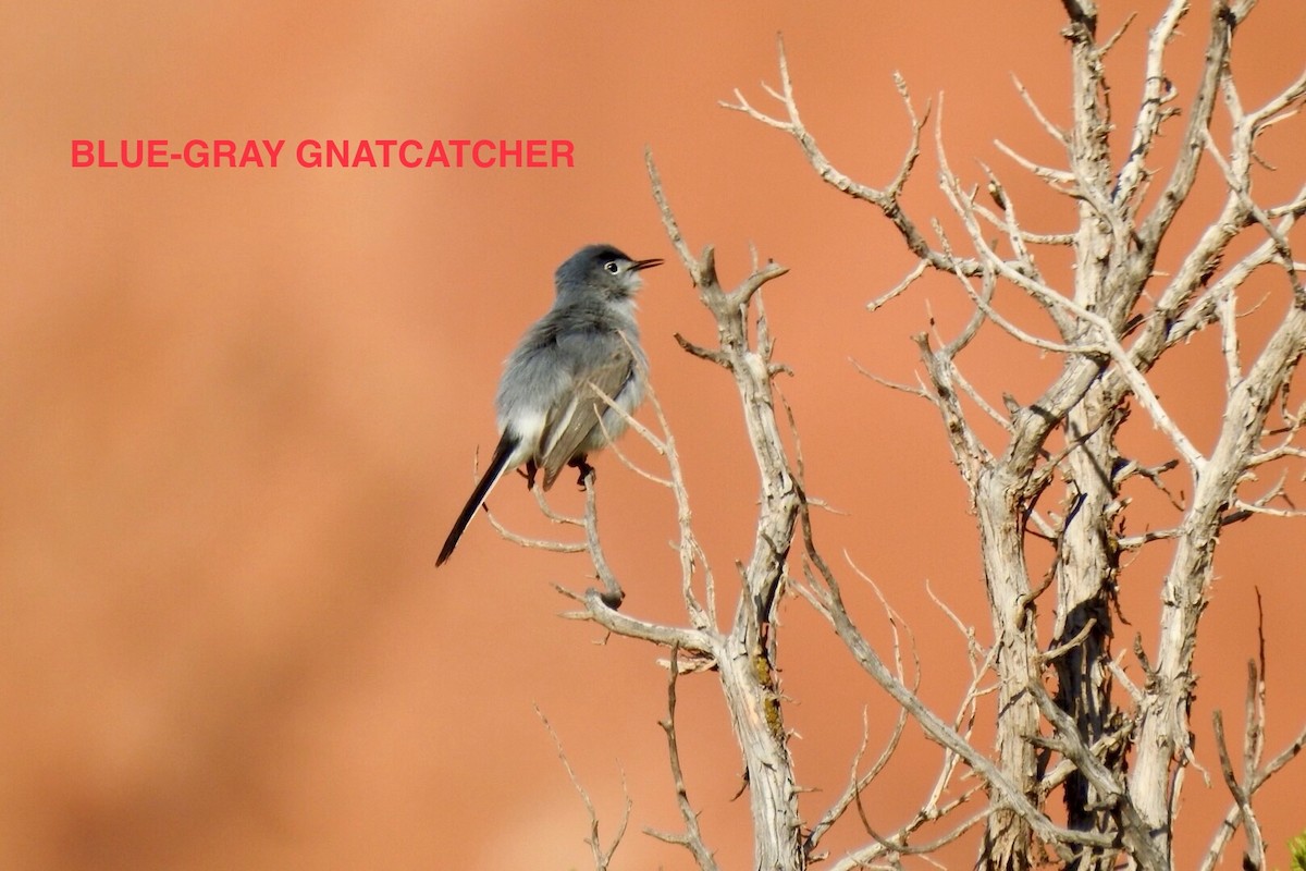 Blue-gray Gnatcatcher - ML619353126