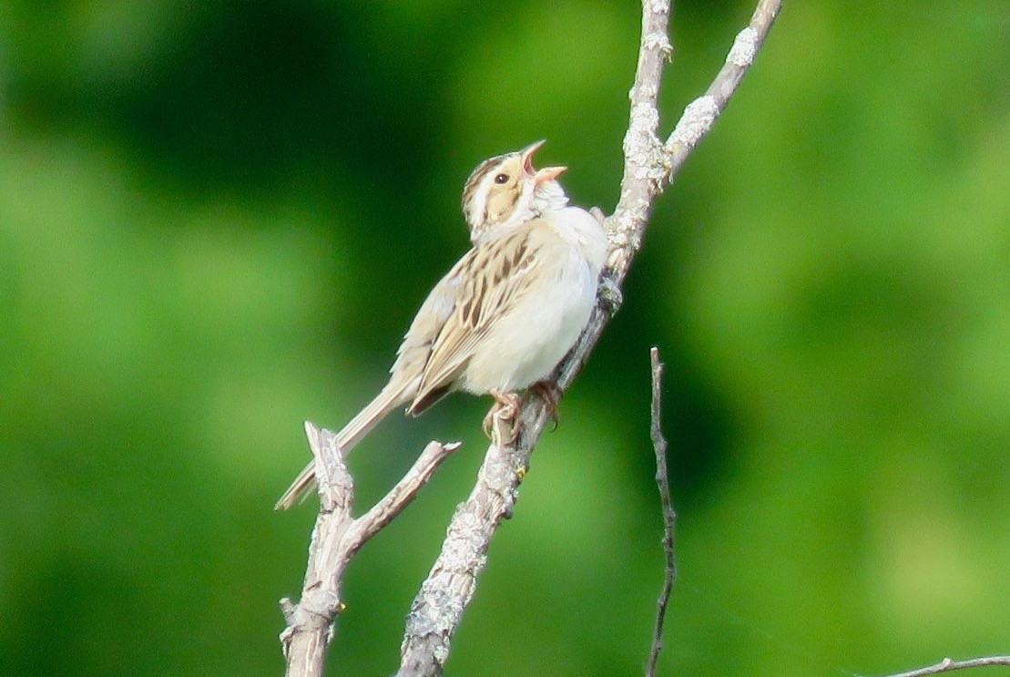 Clay-colored Sparrow - ML619353133
