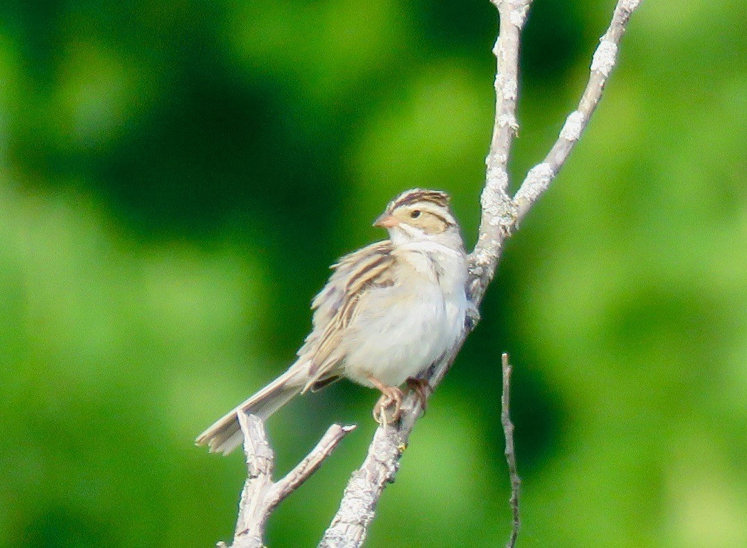 Clay-colored Sparrow - ML619353134
