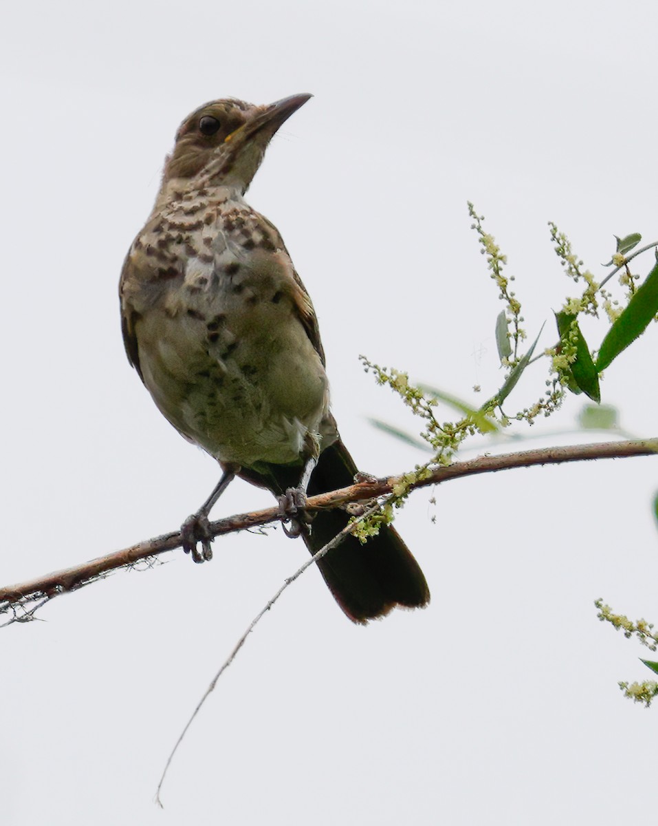 Creamy-bellied Thrush - Anonymous