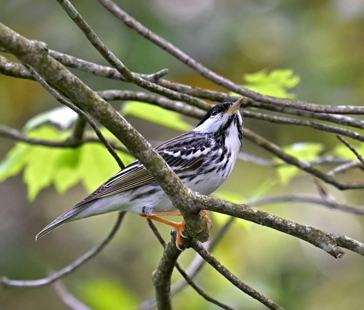 Blackpoll Warbler - Eric Titcomb