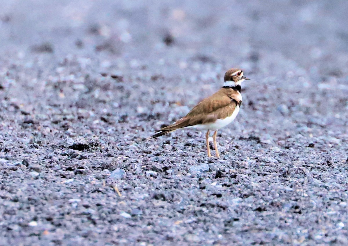 Killdeer - DICK GRUBB