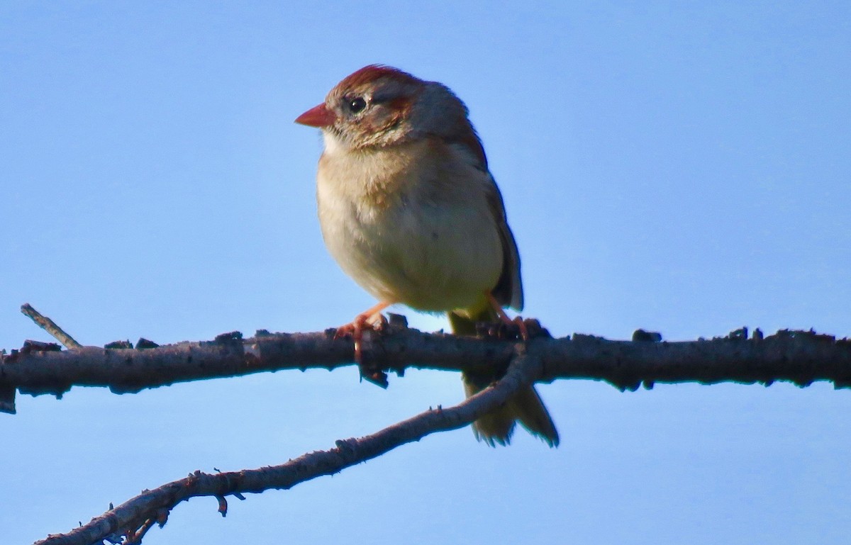 Field Sparrow - ML619353159