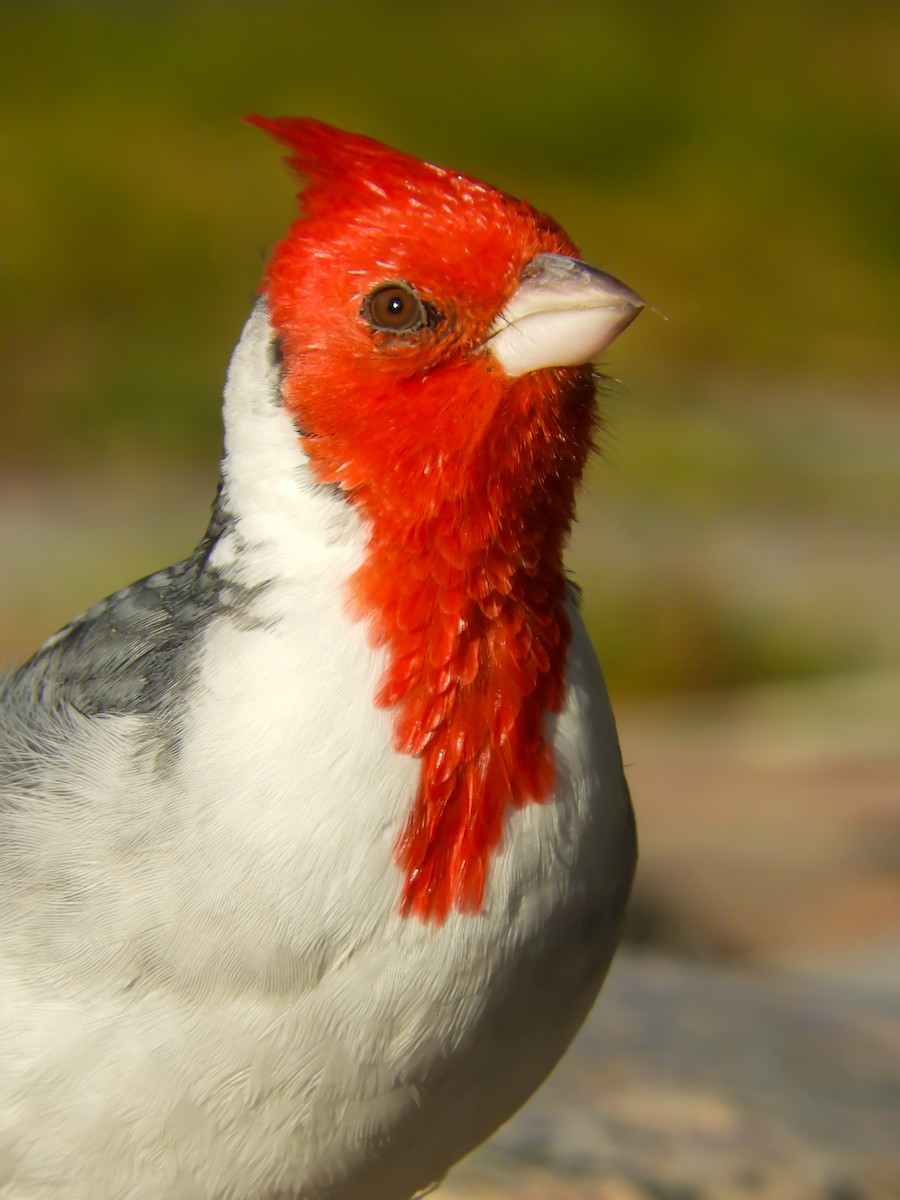 Red-crested Cardinal - Leonardo Zoat