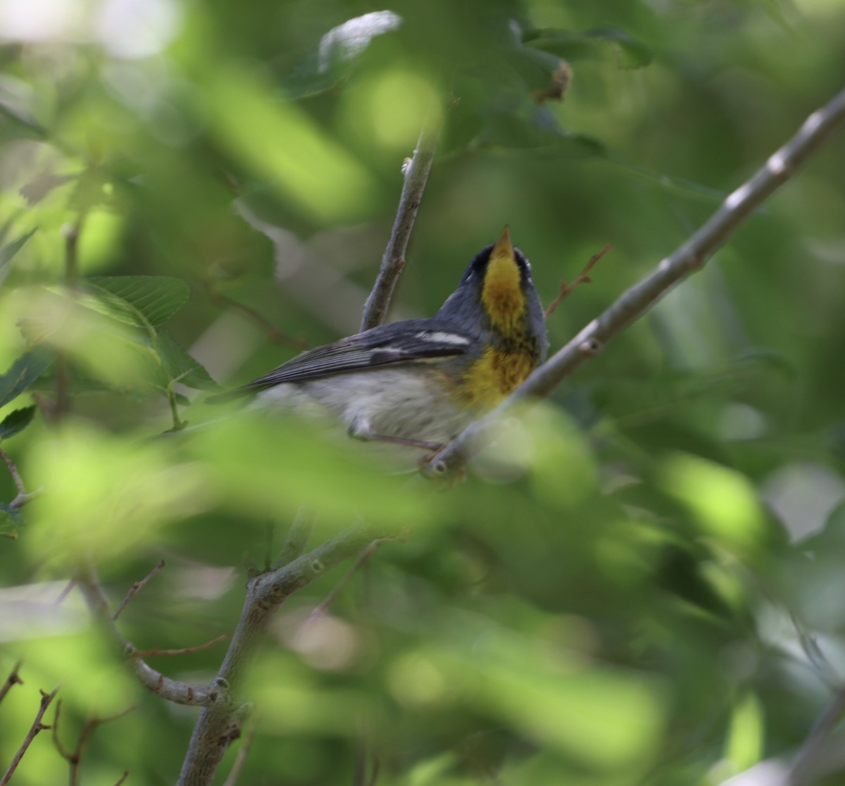 Northern Parula - Jacob Truetken