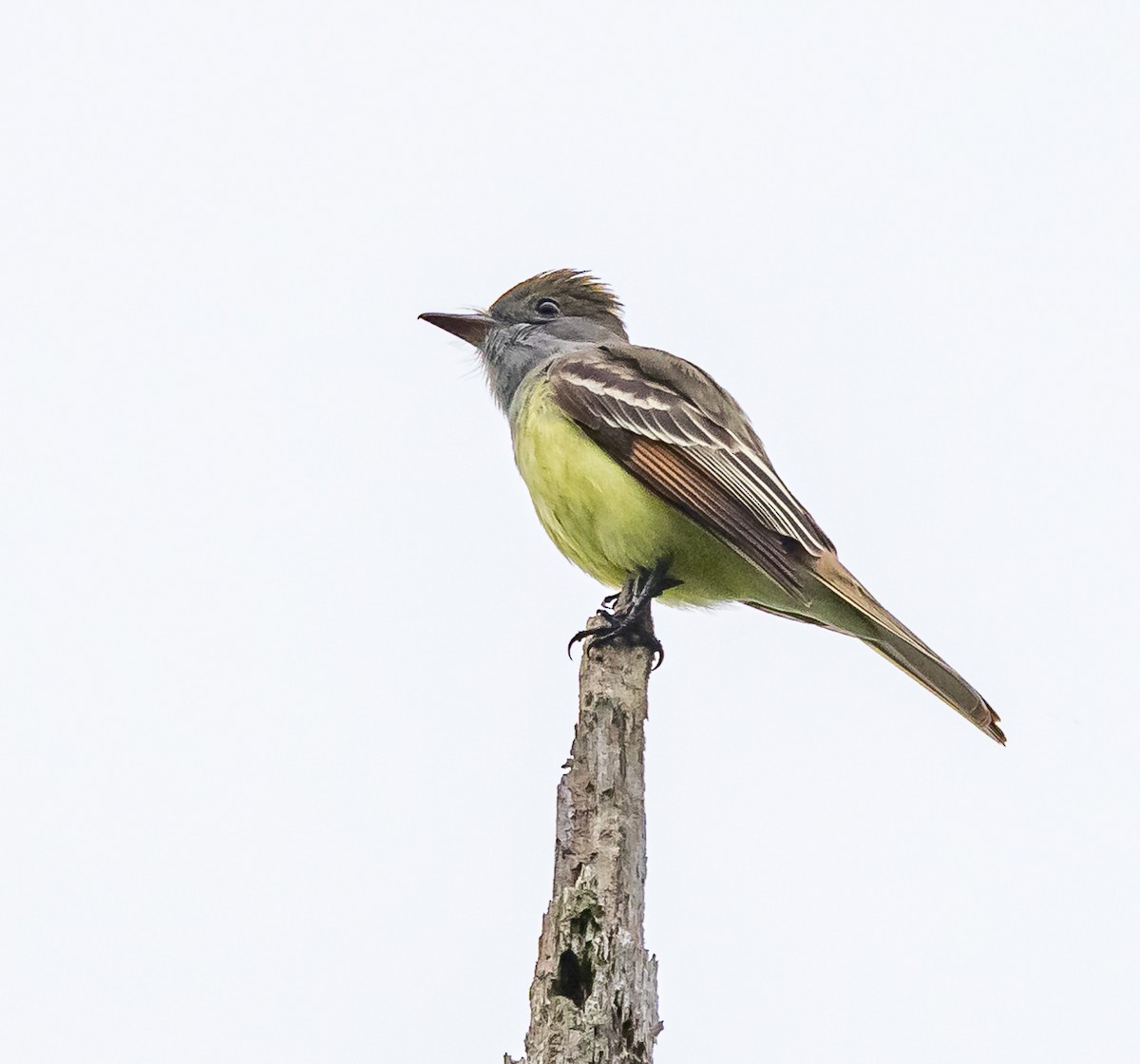 Great Crested Flycatcher - Mike Murphy