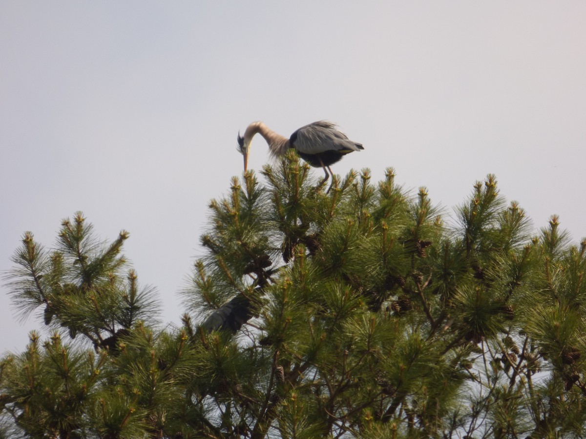 Great Blue Heron - ML619353178