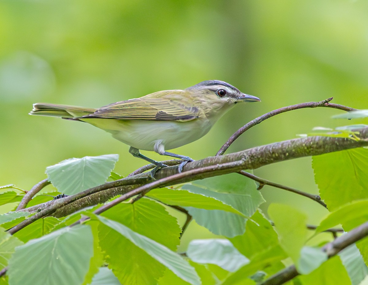Red-eyed Vireo - Mike Murphy