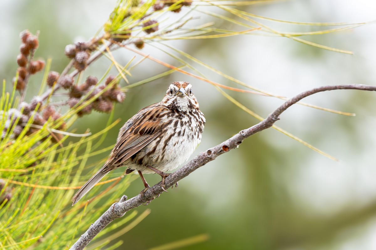 Song Sparrow - Ray Rozema