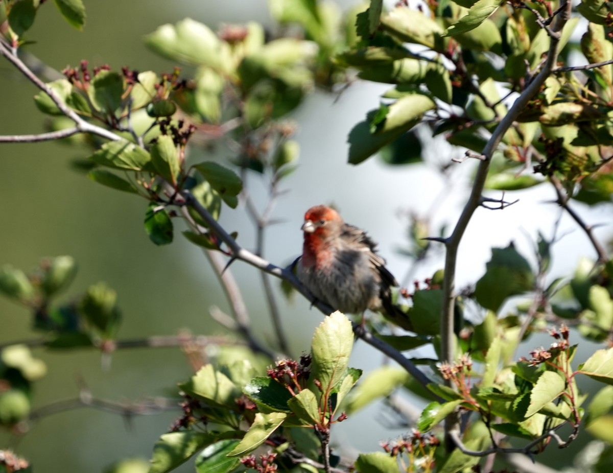 House Finch - Derek Etherton