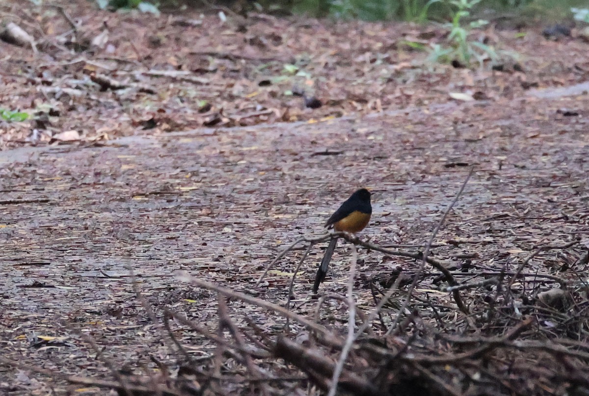 White-rumped Shama - ML619353202