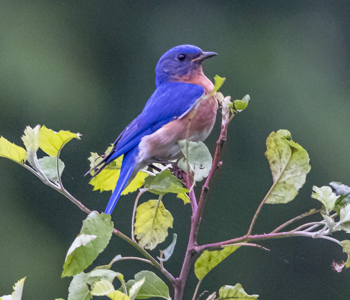 Eastern Bluebird - Mike Murphy