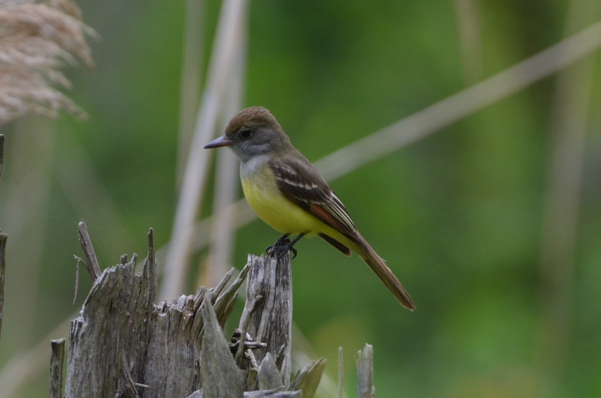 Great Crested Flycatcher - Daniel Pearson