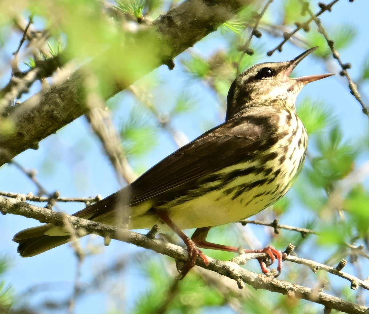 Northern Waterthrush - Alan Sankey  COHL