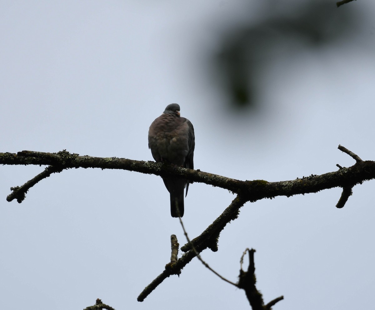 Common Wood-Pigeon - Joseph Espinal