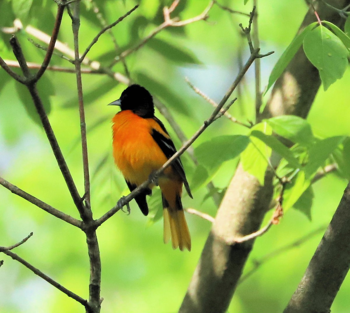 Baltimore Oriole - DICK GRUBB