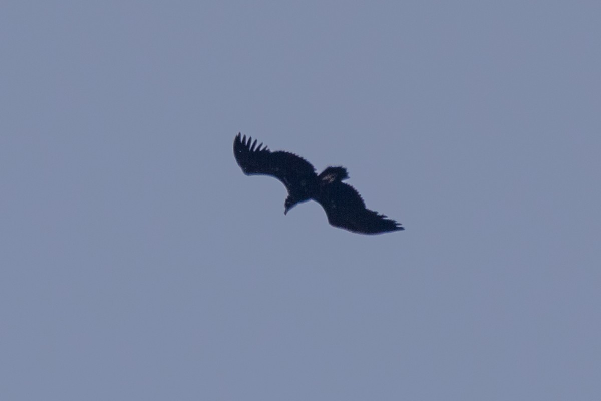 Cinereous Vulture - ML619353254