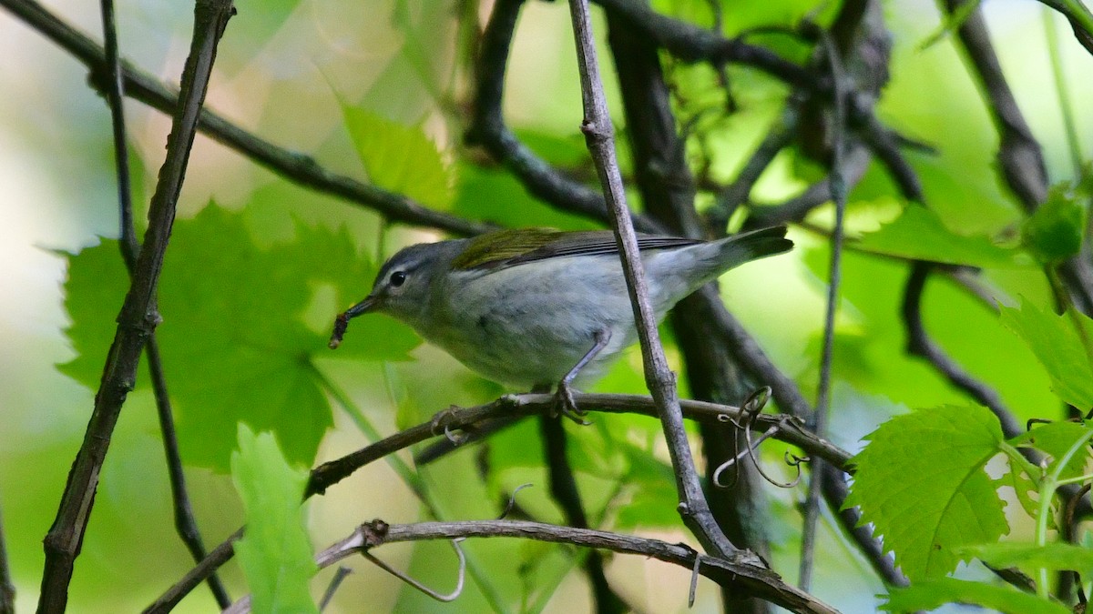 Tennessee Warbler - Carl Winstead