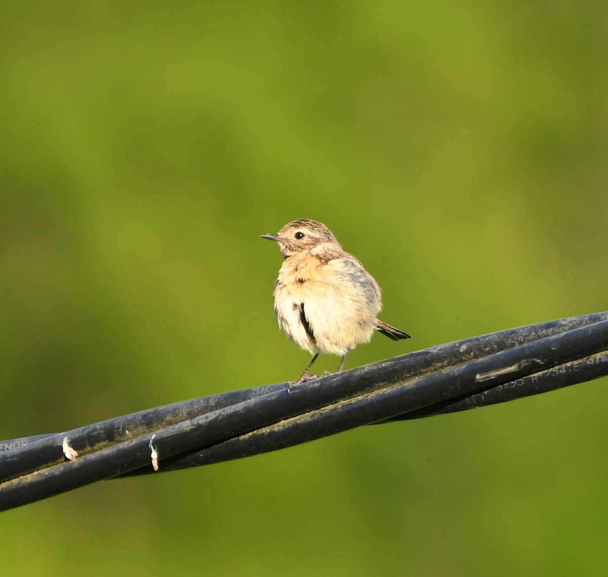 European Stonechat - ML619353257