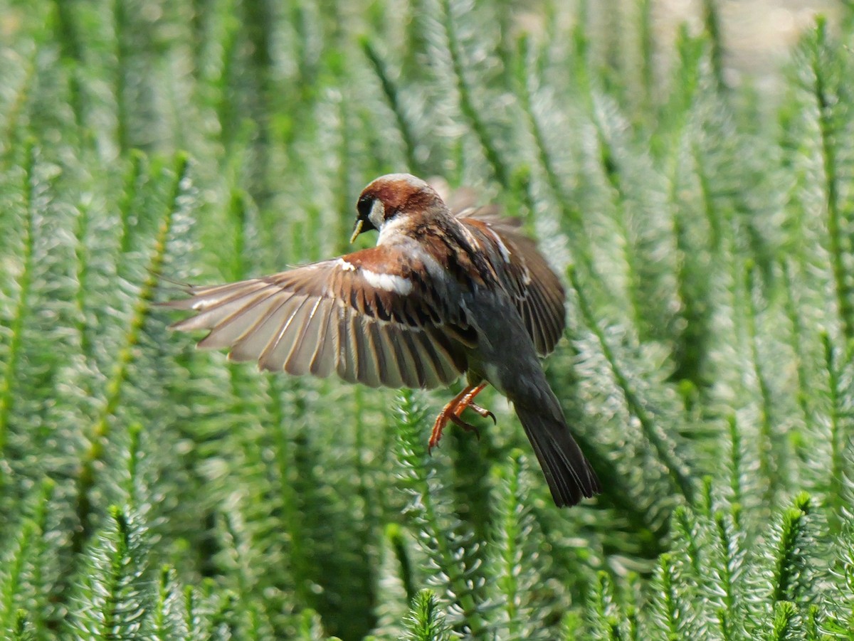 House Sparrow - Guy Brunet