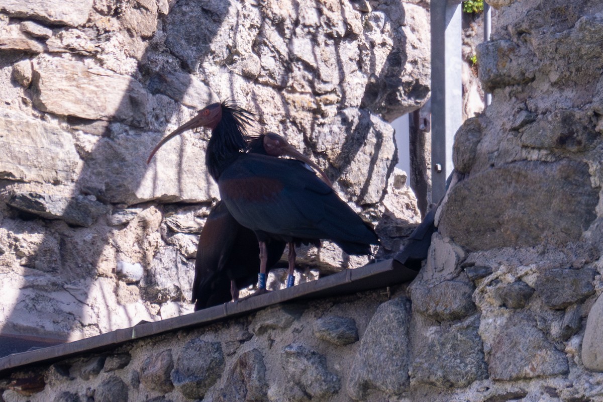 Northern Bald Ibis - Gerhard Josef Bauer