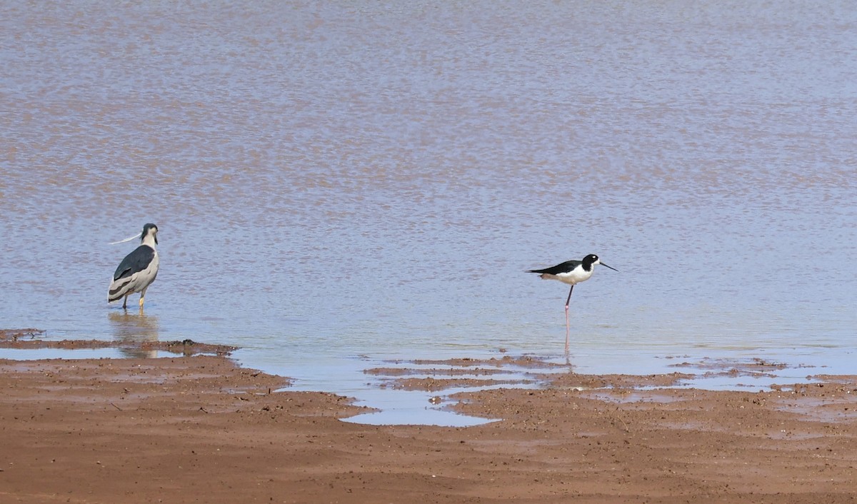 Black-necked Stilt - Judy Walker