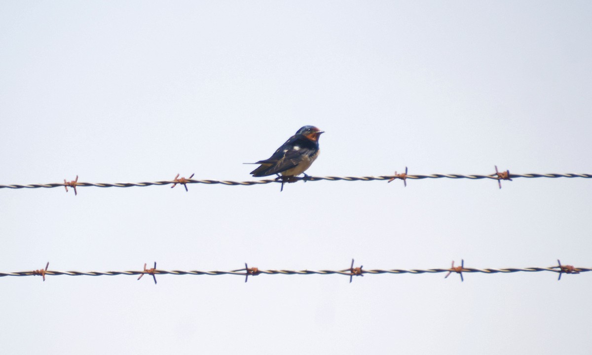 Barn Swallow - Janette Vohs