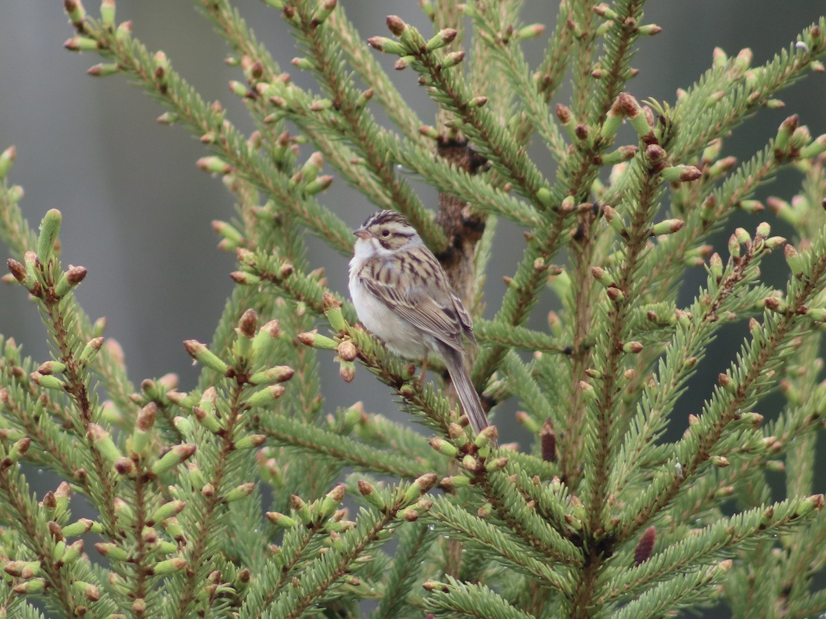 Clay-colored Sparrow - Scott Drebit