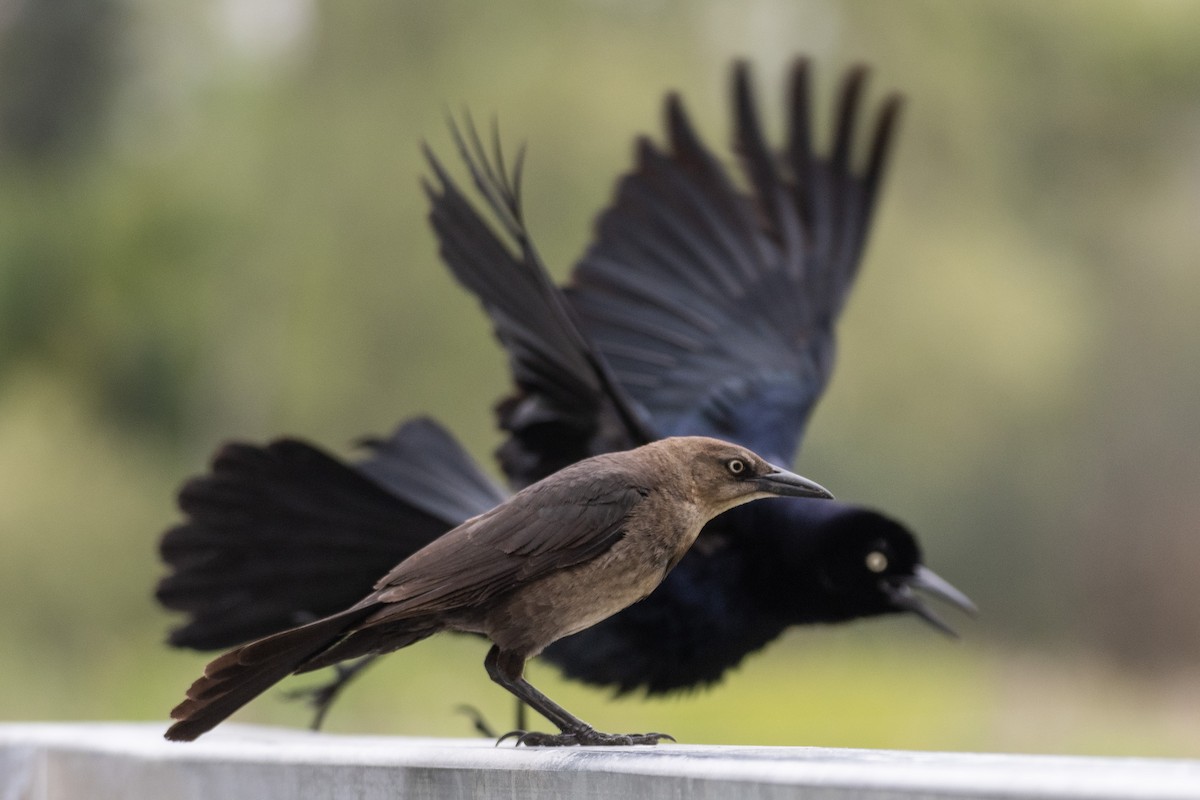 Great-tailed Grackle - M Alyce Barker