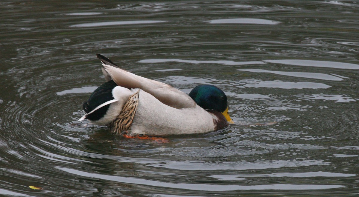 Mallard - ML619353334