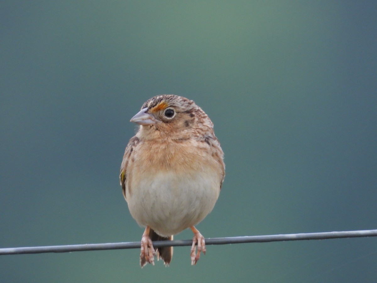 Grasshopper Sparrow - Patty McQuillan