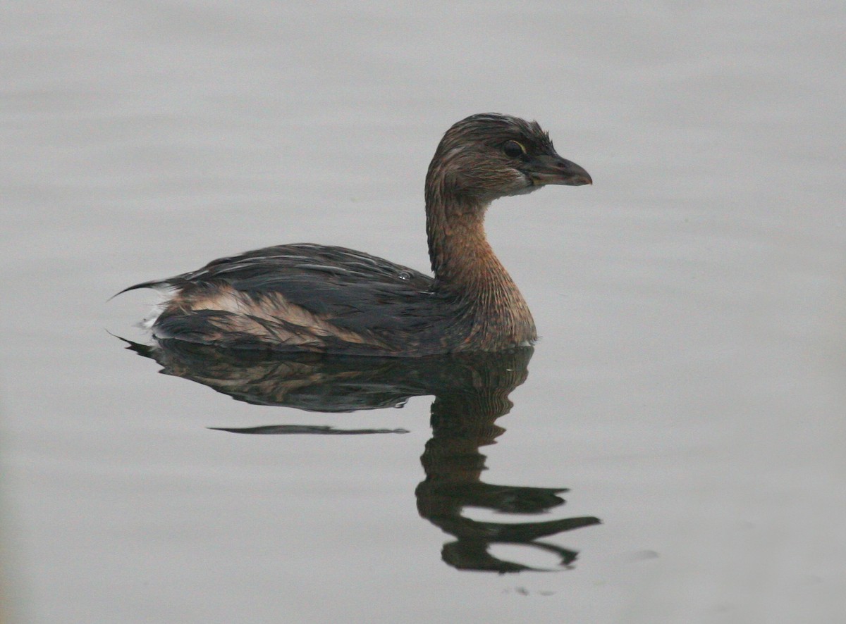 Pied-billed Grebe - ML619353349