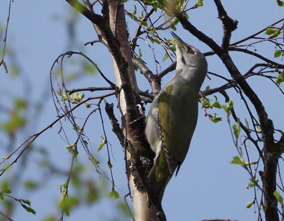 Gray-headed Woodpecker - Susan Blackford