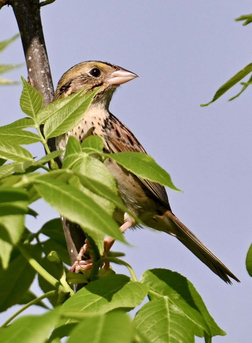 Henslow's Sparrow - lori herfurth