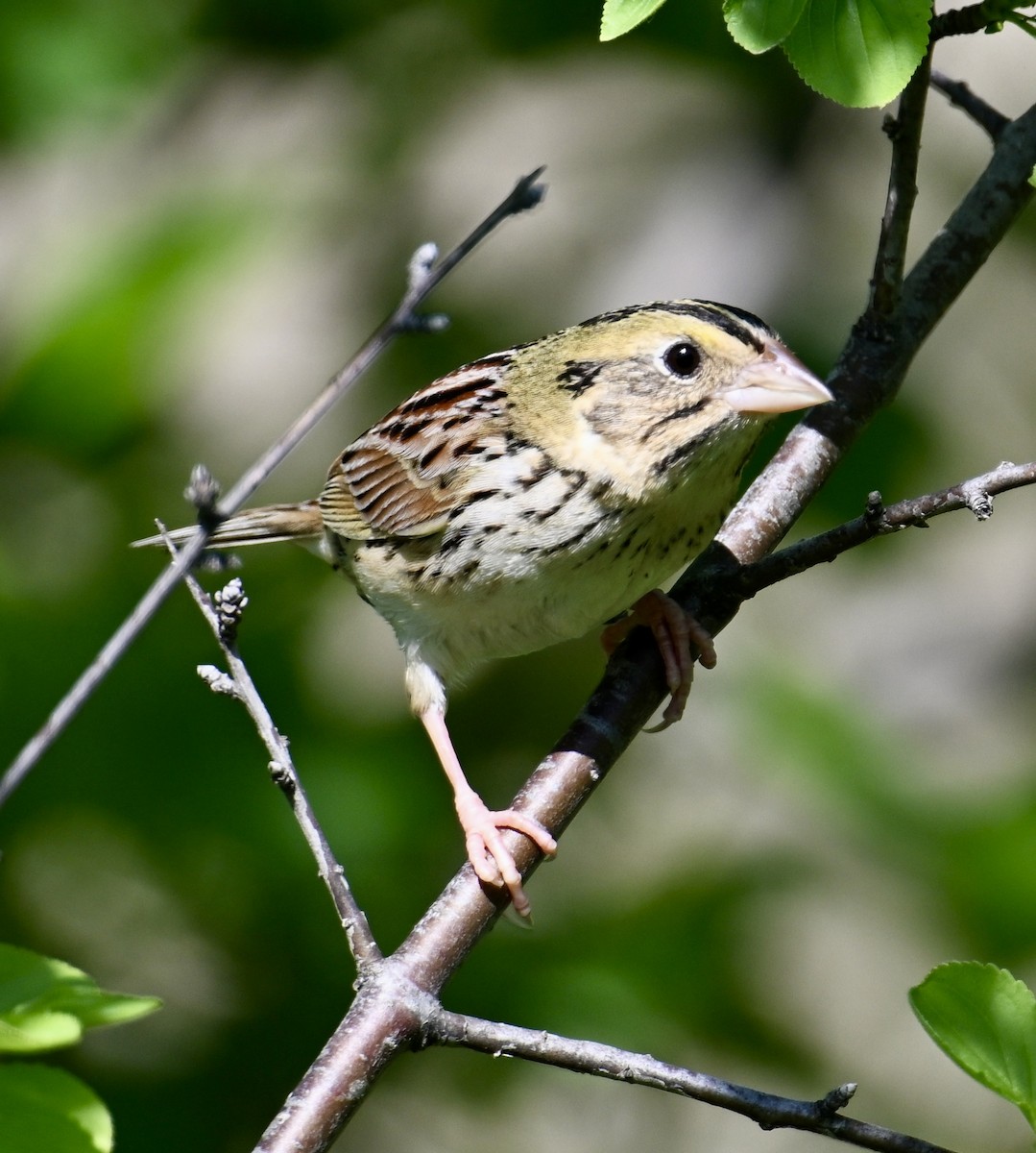 Henslow's Sparrow - lori herfurth