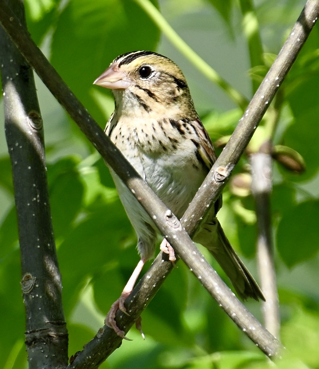 Henslow's Sparrow - lori herfurth