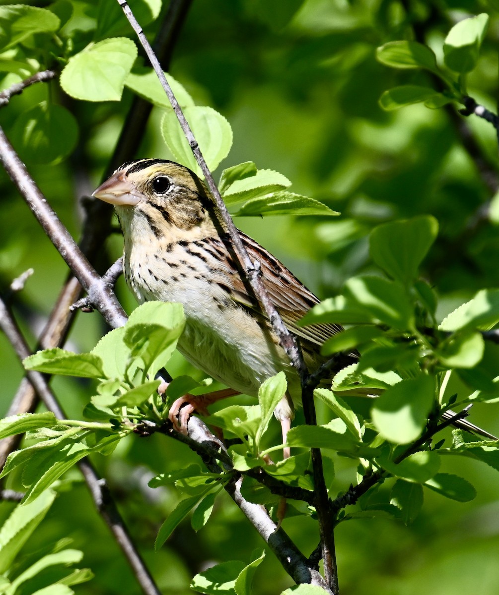 Henslow's Sparrow - lori herfurth