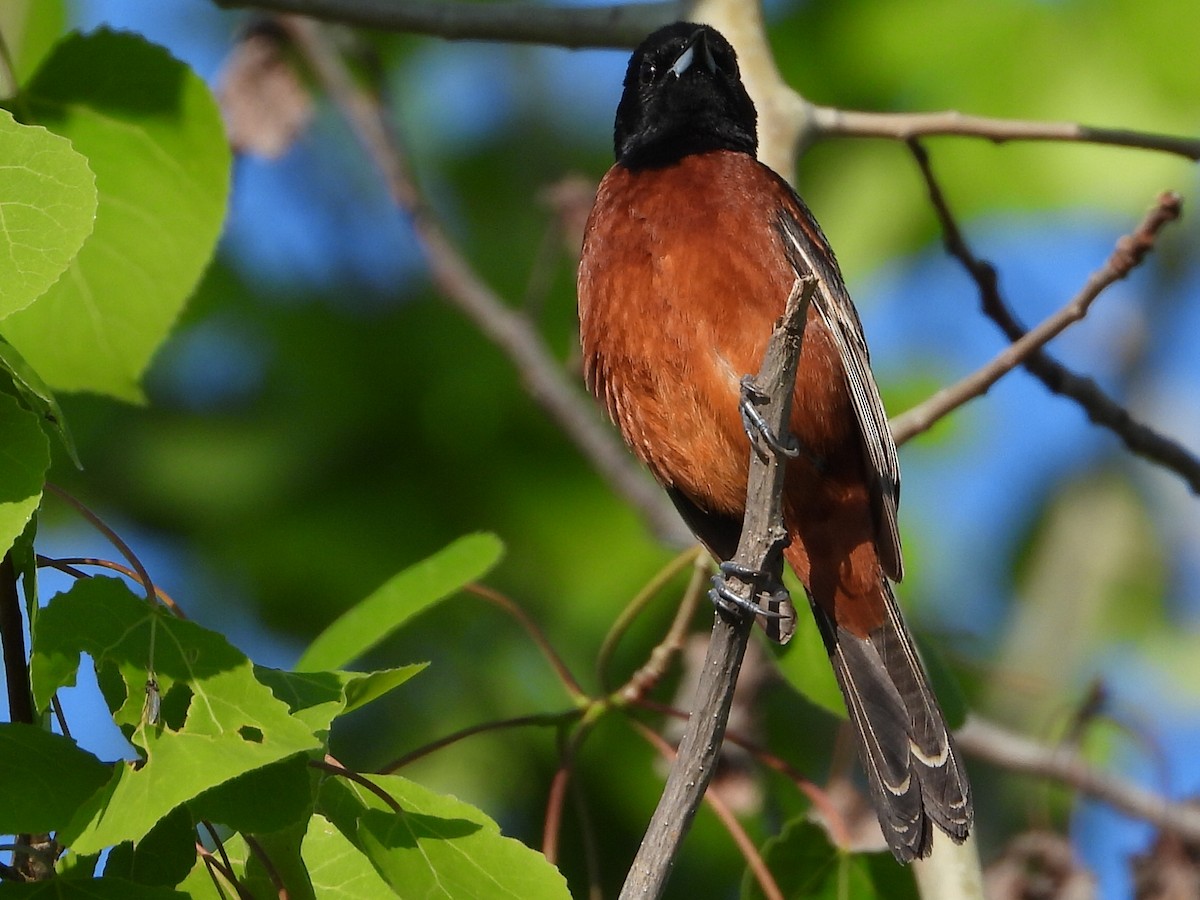 Orchard Oriole - Mary Trombley