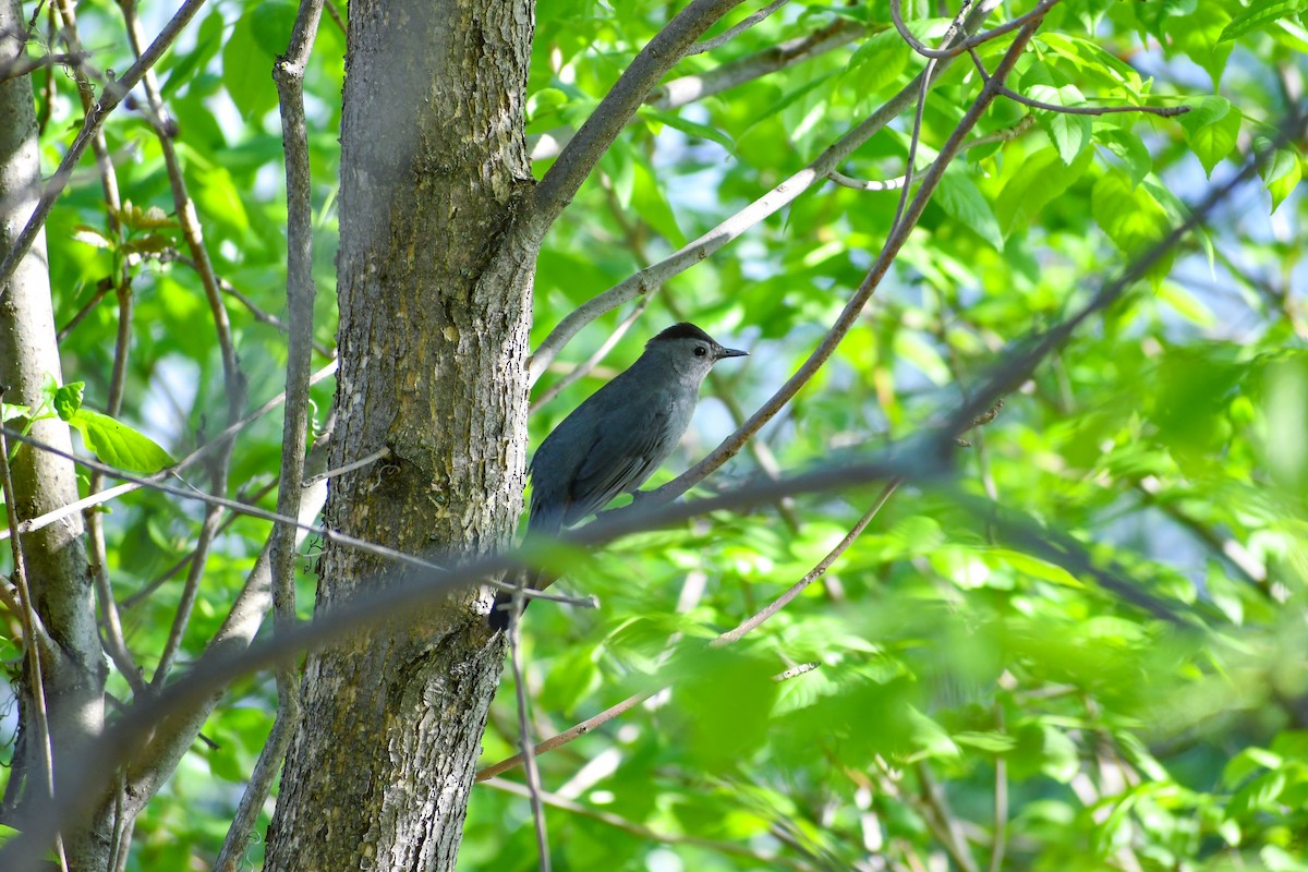 Gray Catbird - Maya Numainville