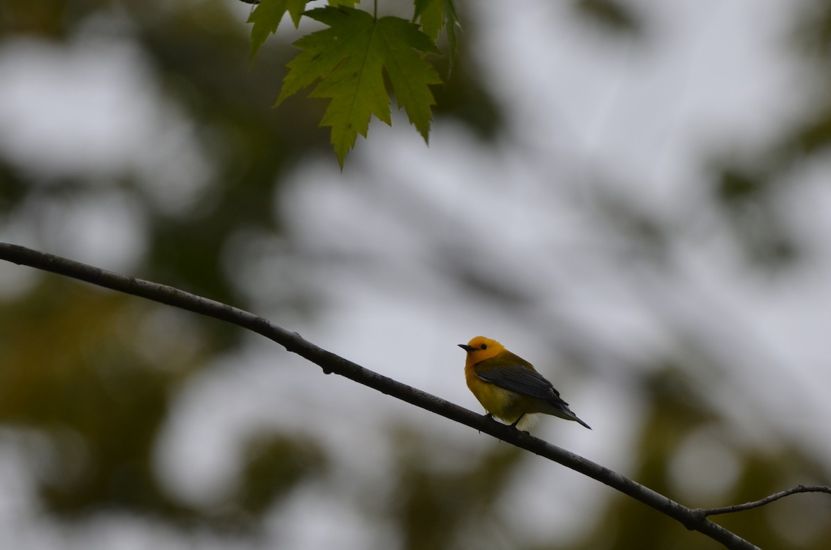 Prothonotary Warbler - Daniel Pearson