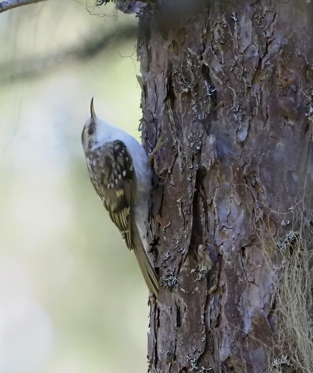 Eurasian Treecreeper - Susan Blackford