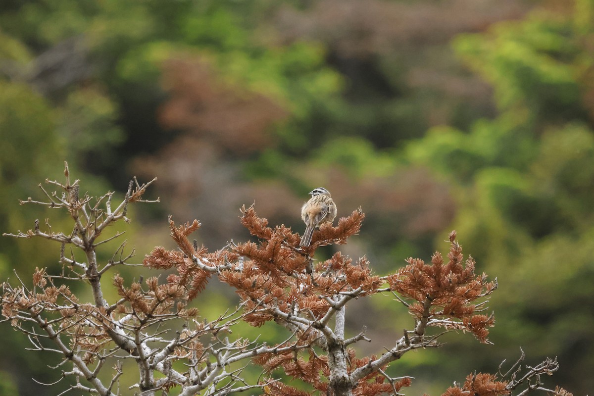 Rock Bunting - Hüseyin Çiçek