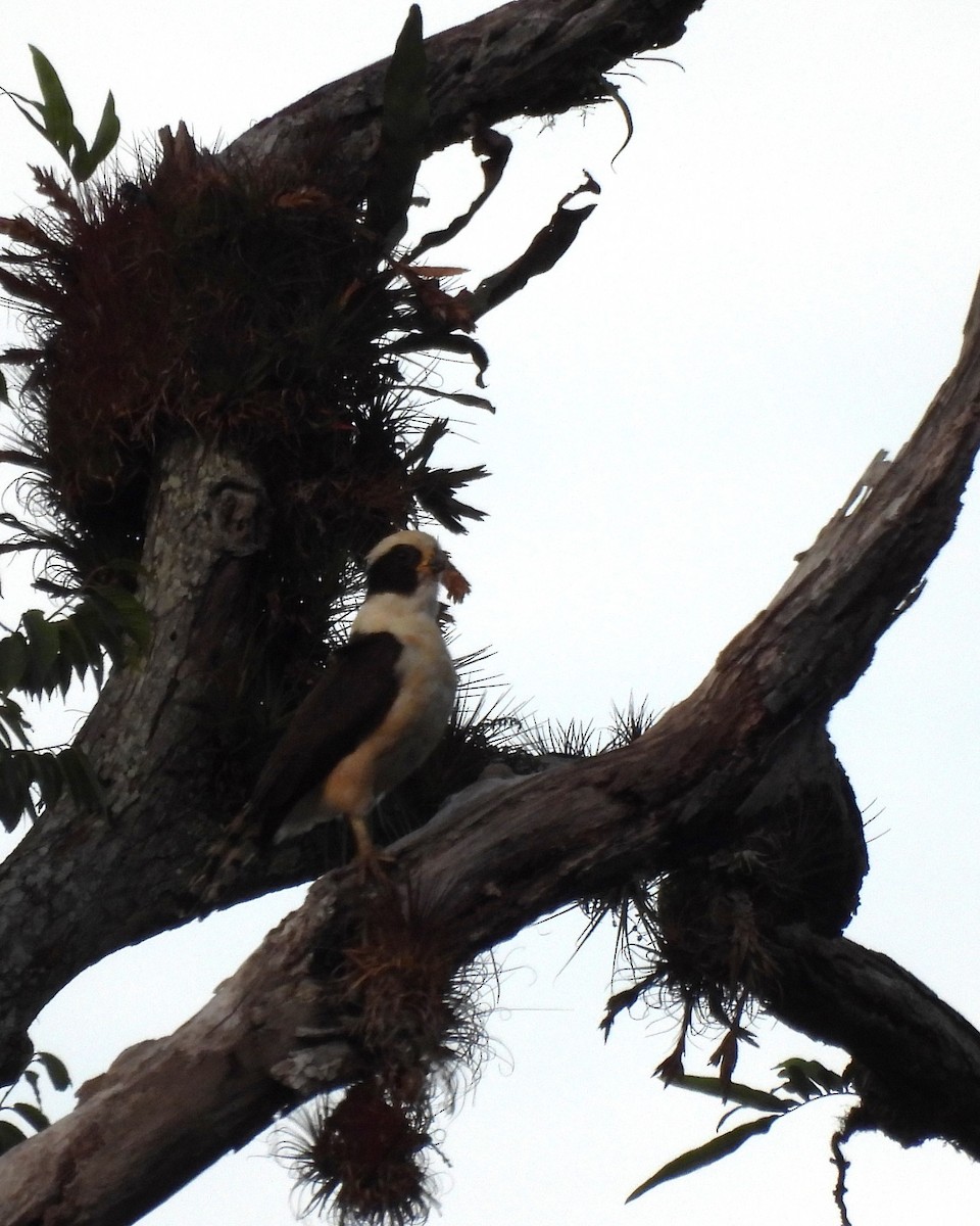 Laughing Falcon - Karen Evans