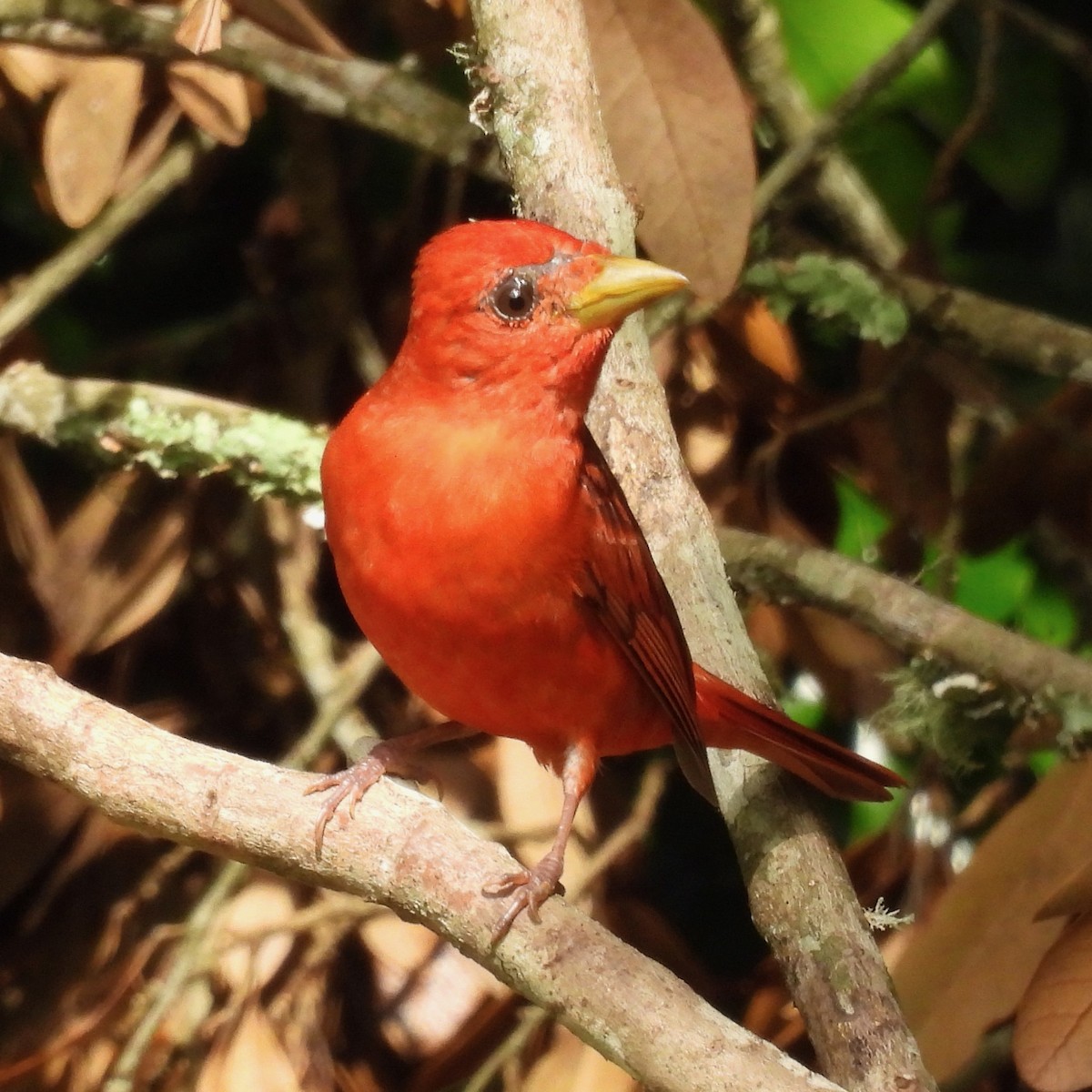 Piranga Roja - ML619353479