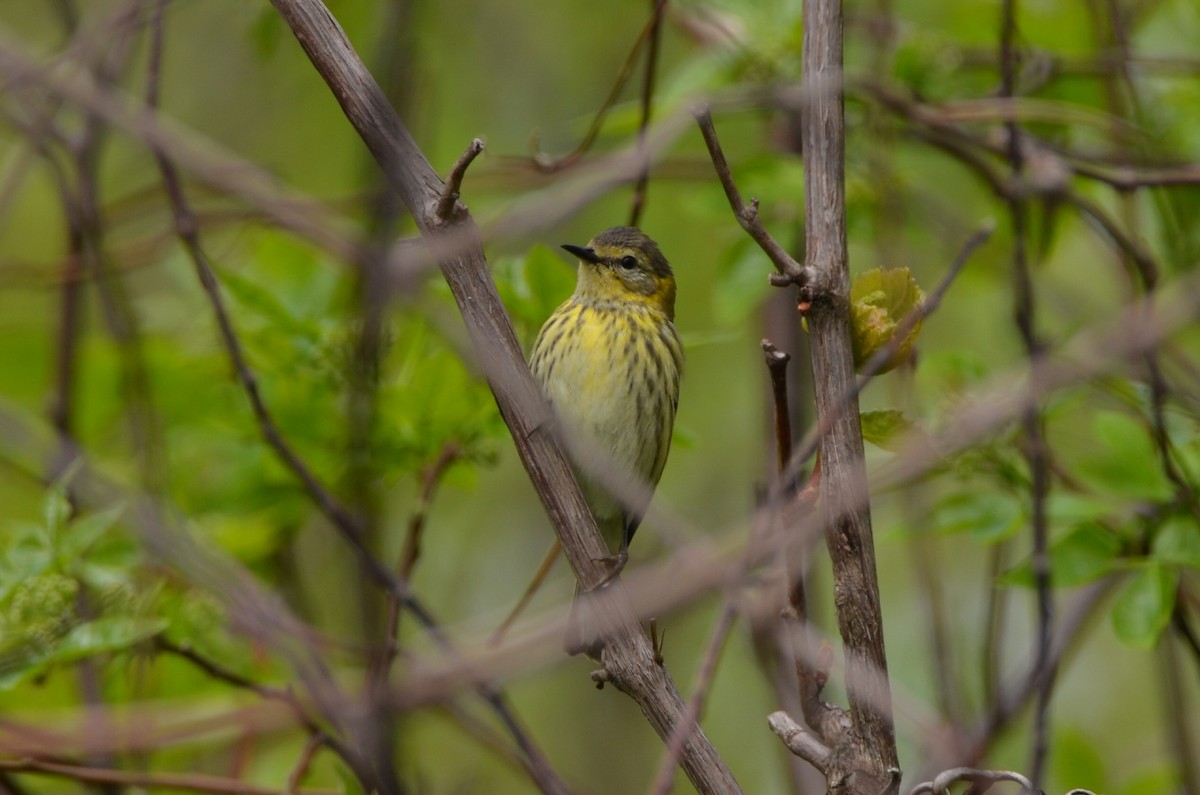 Cape May Warbler - Daniel Pearson