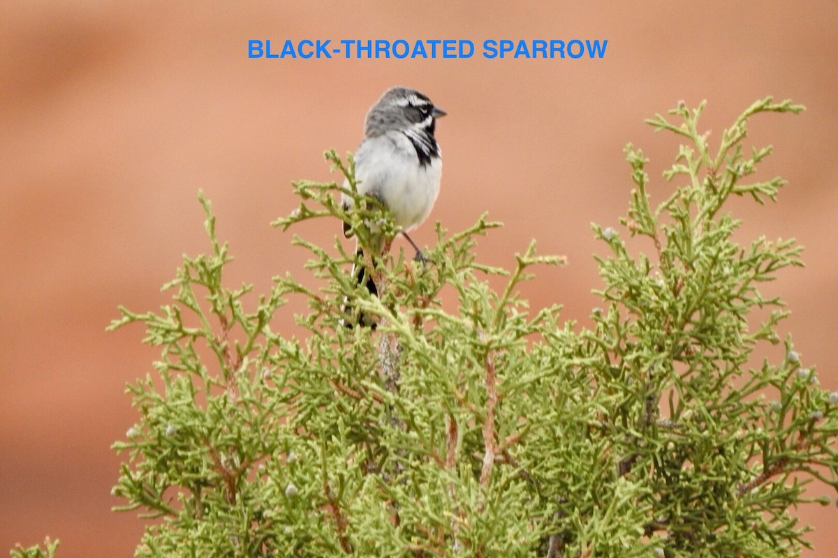 Black-throated Sparrow - ML619353485