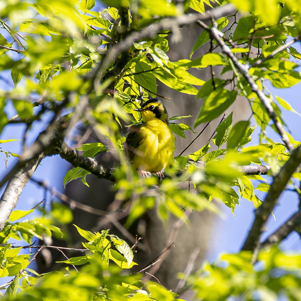 Kentucky Warbler - Alan Wells