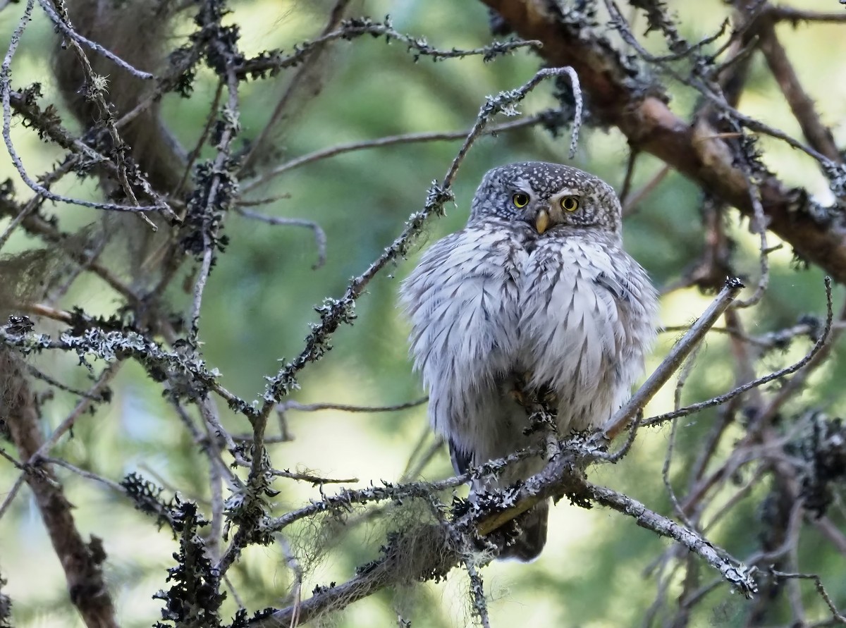 Eurasian Pygmy-Owl - Susan Blackford