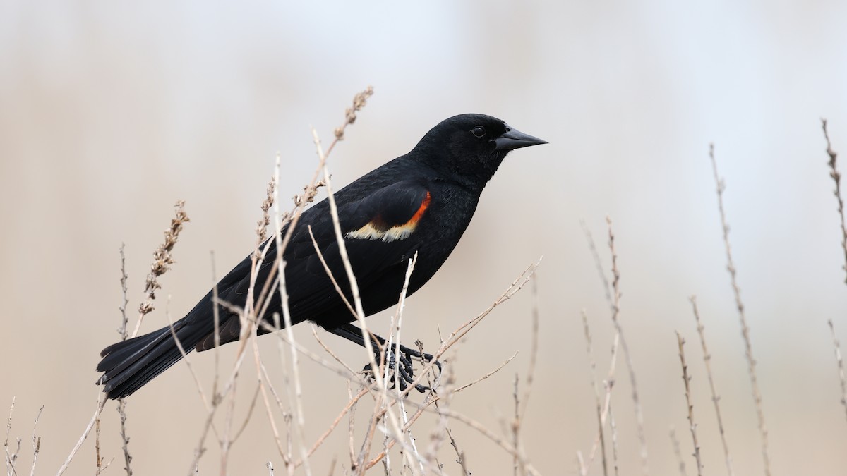 Red-winged Blackbird - Mark Sak