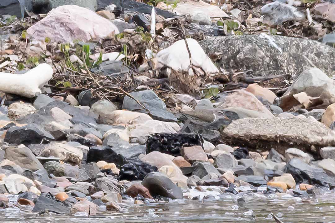 Spotted Sandpiper - ML619353494